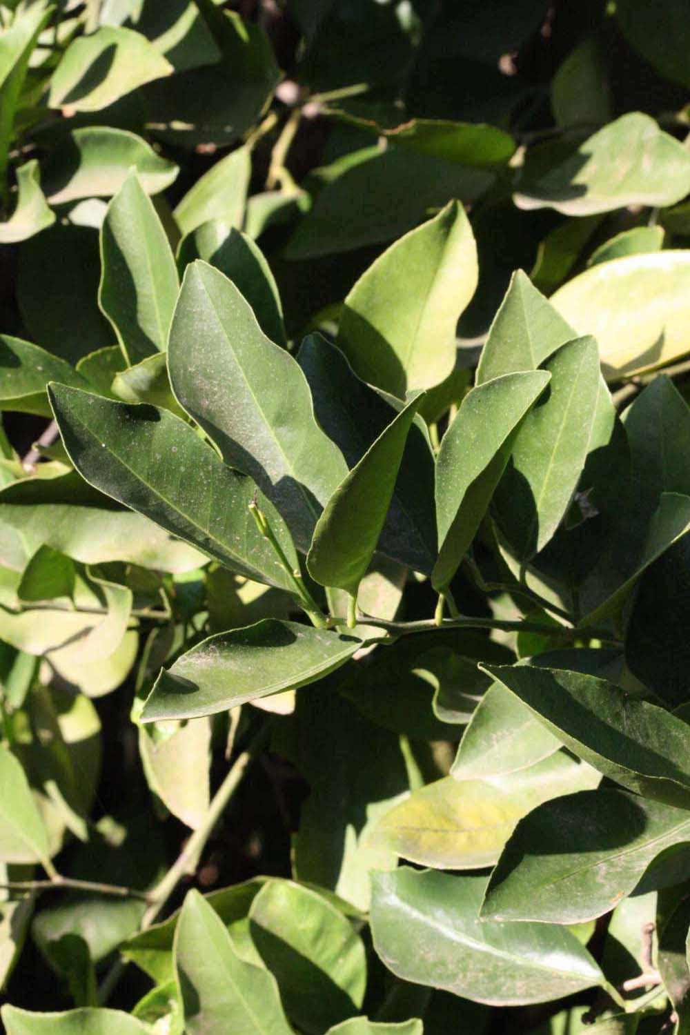              Sun leaves (Riverside, CA)       